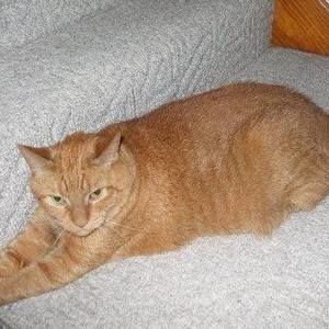 Meet your Posher, Carol